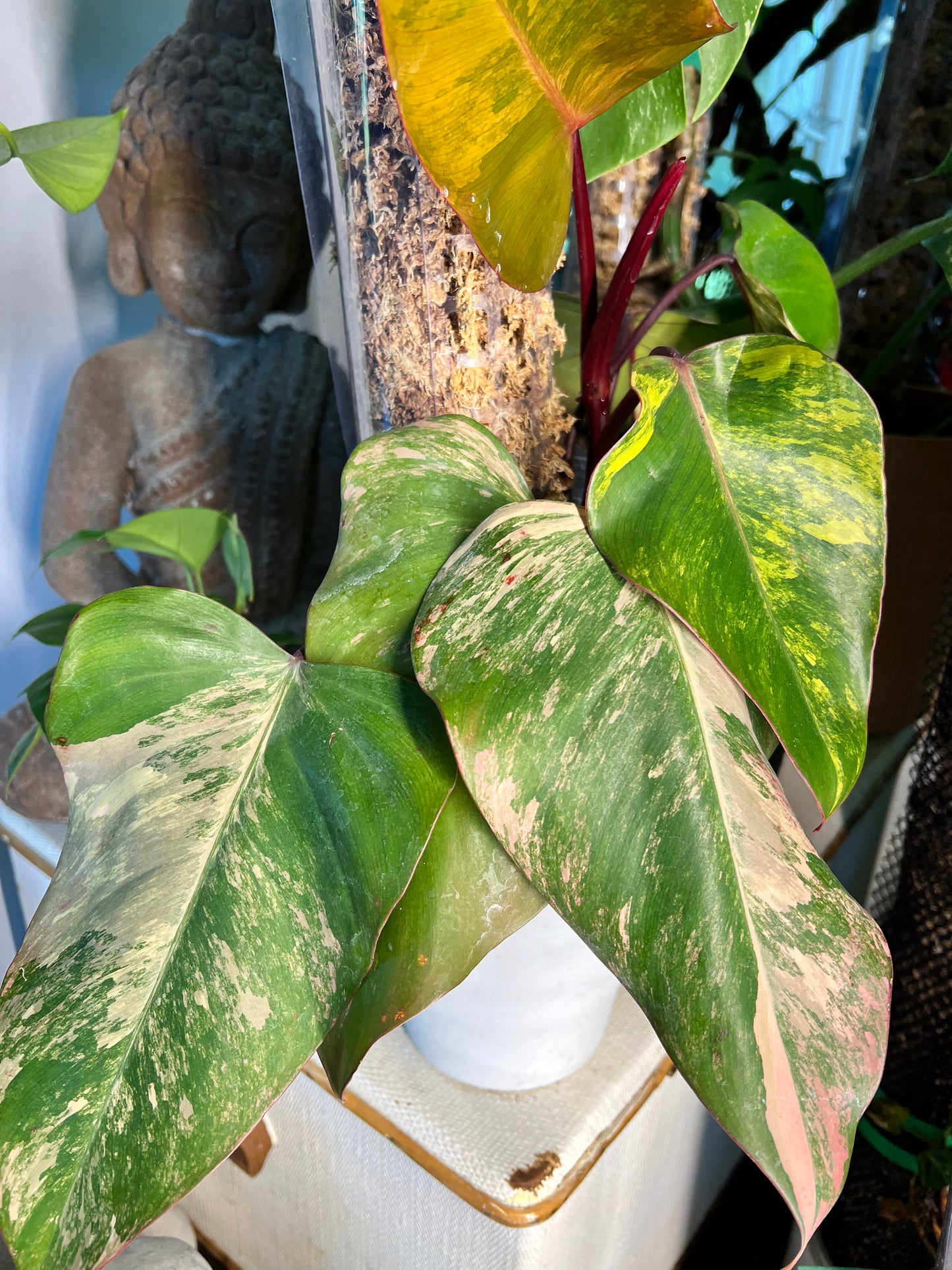 Philodendron-Strawberry Milkshake