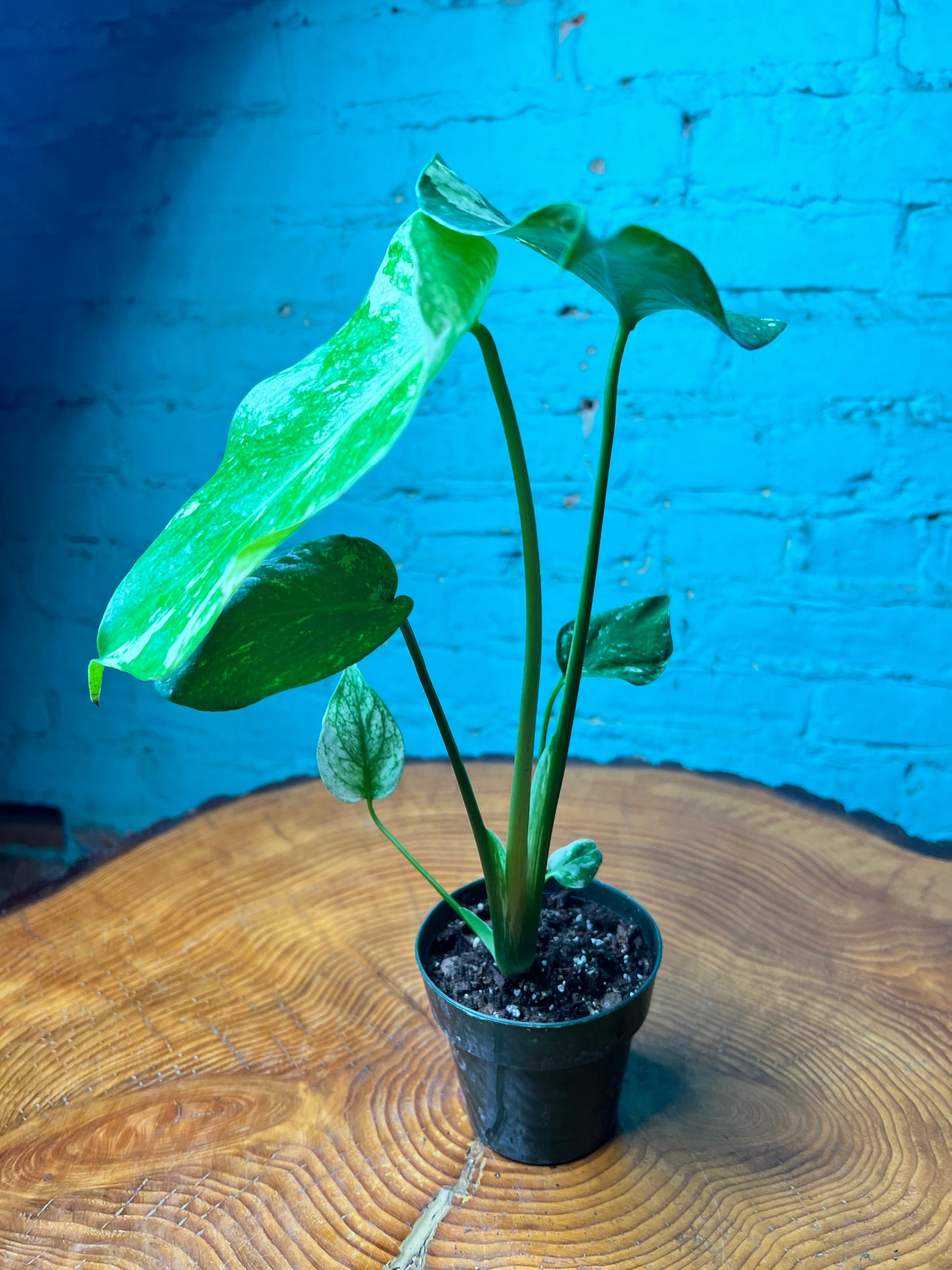 Monstera Deliciosa Mint 3”