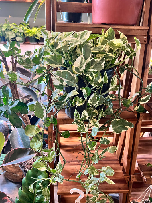 Pothos Pearls & Jade 10”