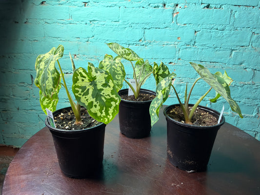 Alocasia Hilo Beauty 4”