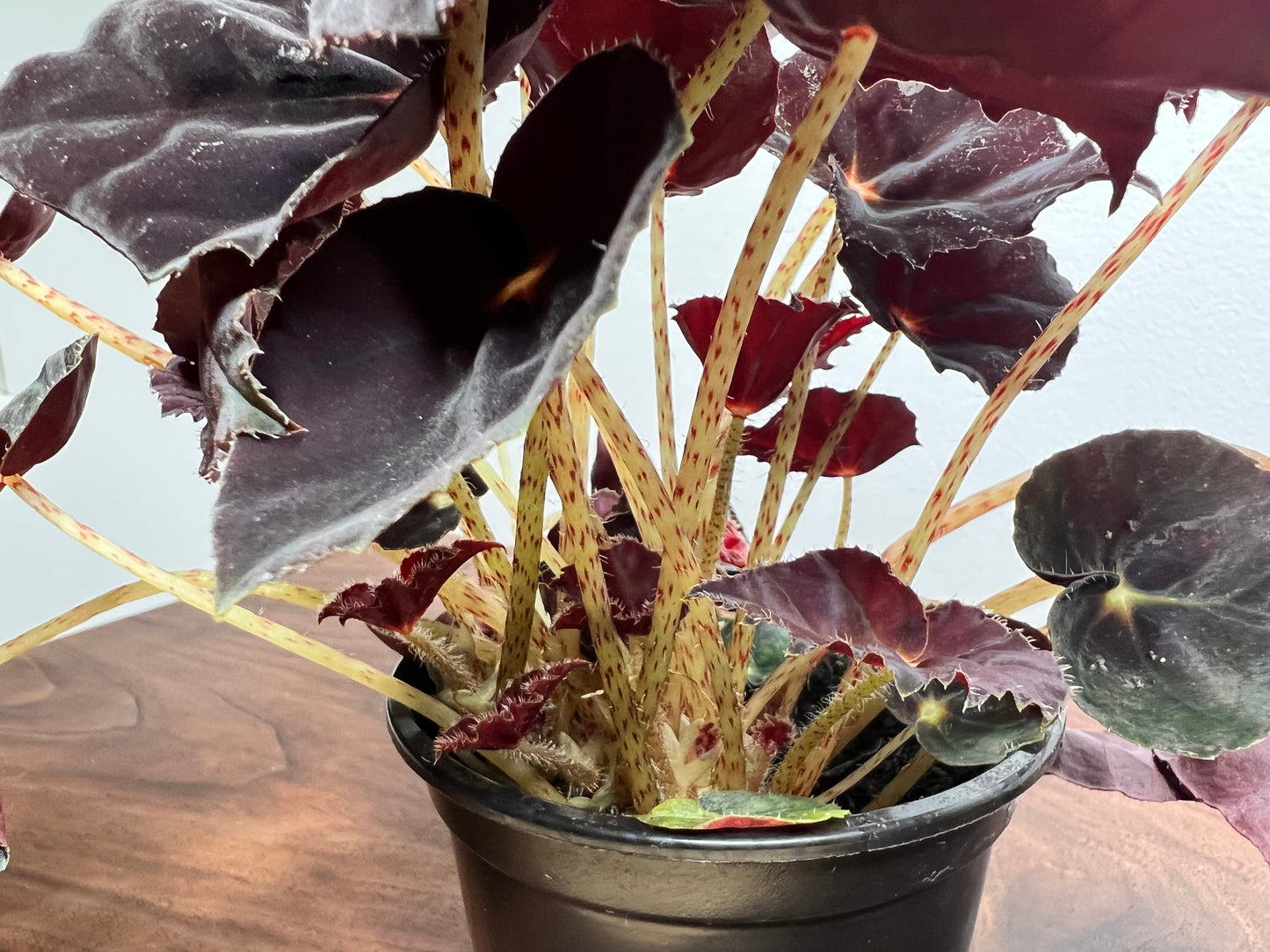 Begonia Dark Mambo