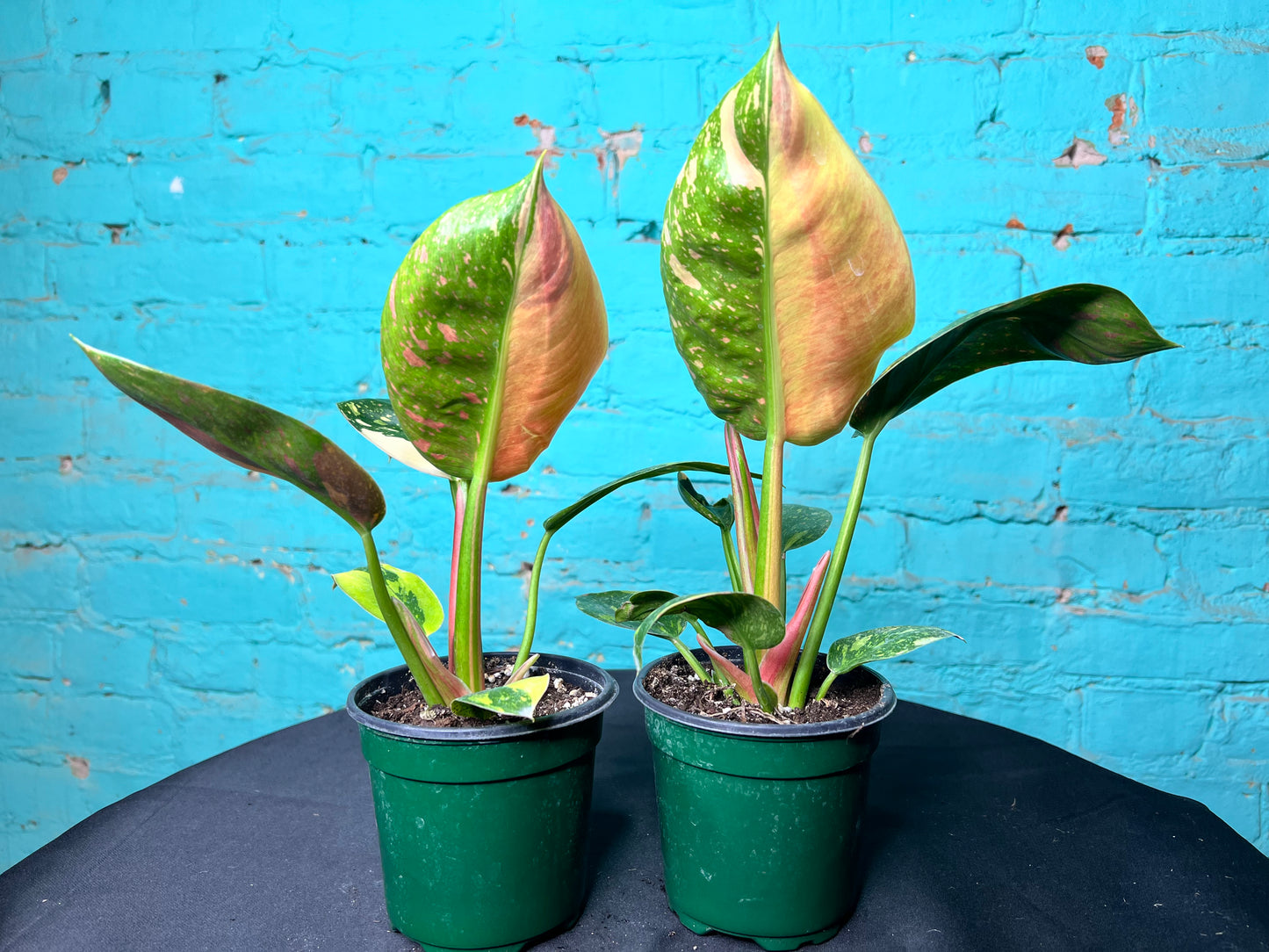 Philodendron Congo Nuclear Variegated