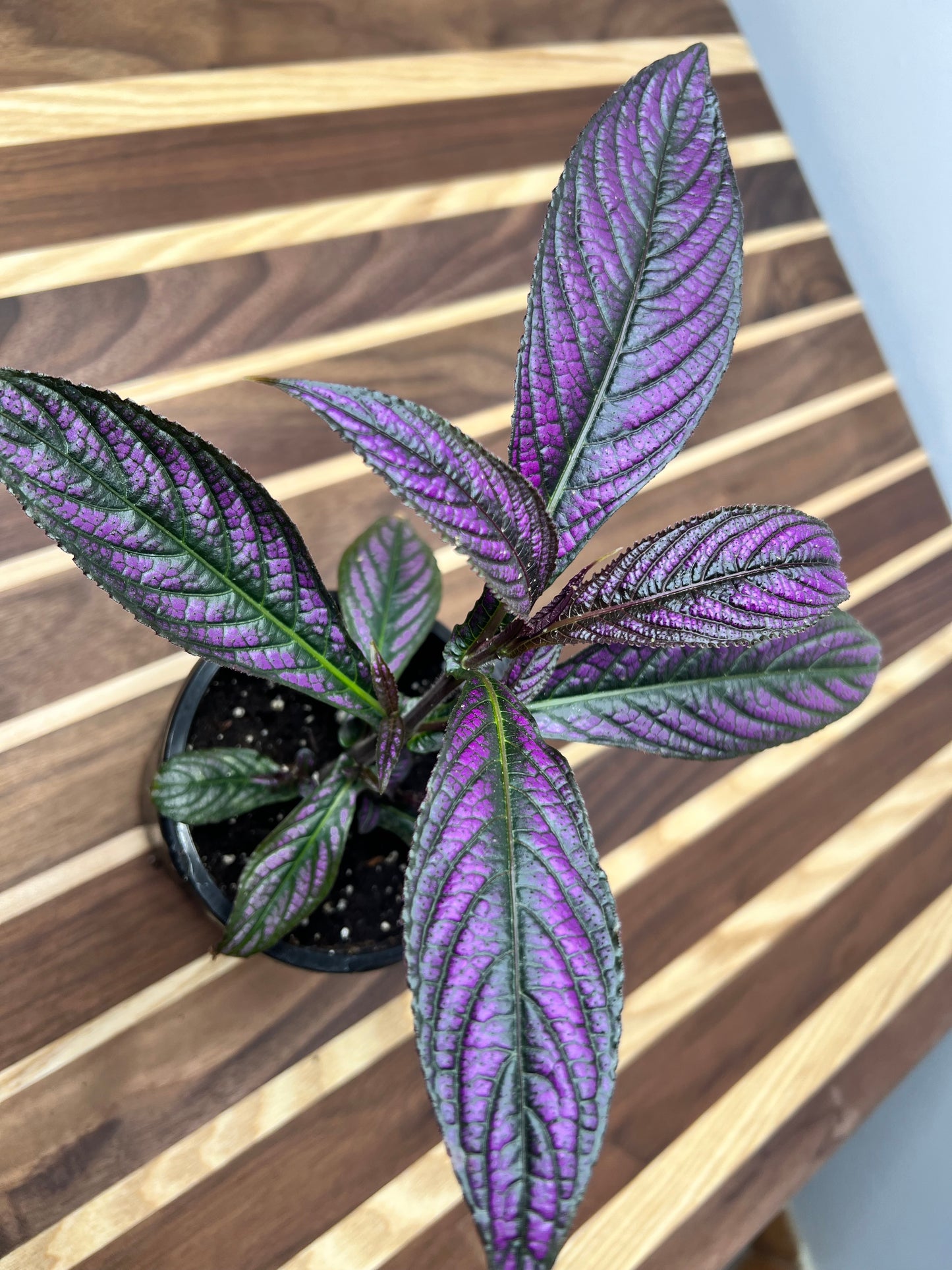 Persian Shield