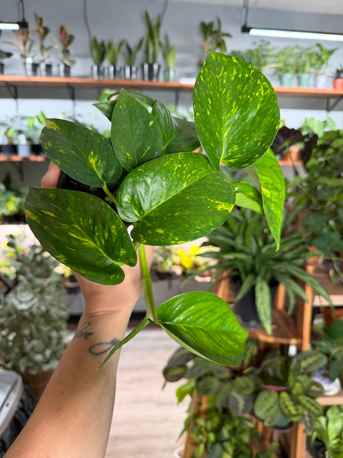 Hawaiian Pothos 4”