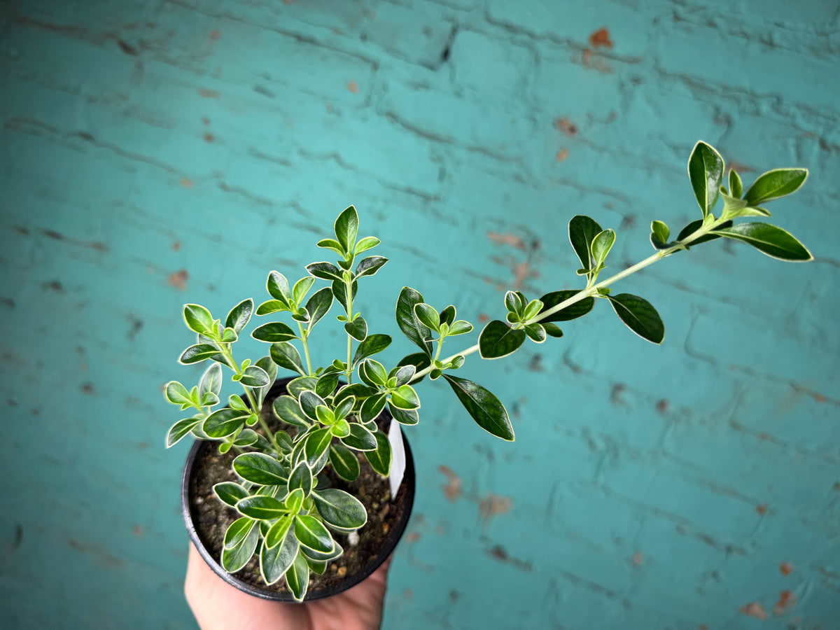 Serissa Japonica Variegated 4”