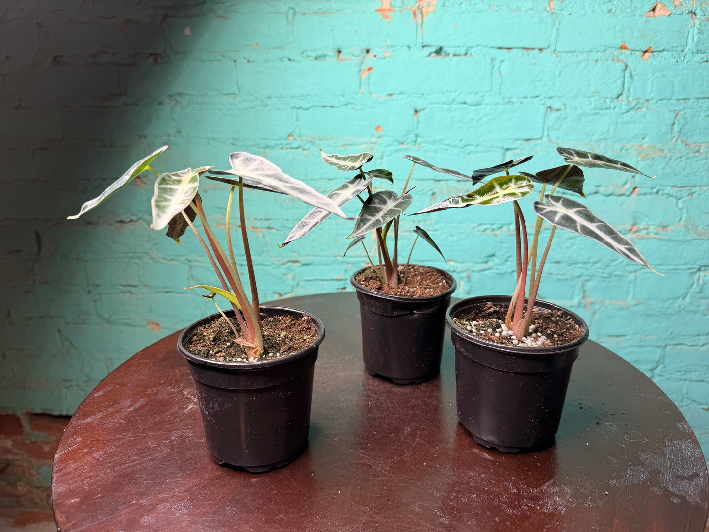 Alocasia ‘Bambino’ 4”