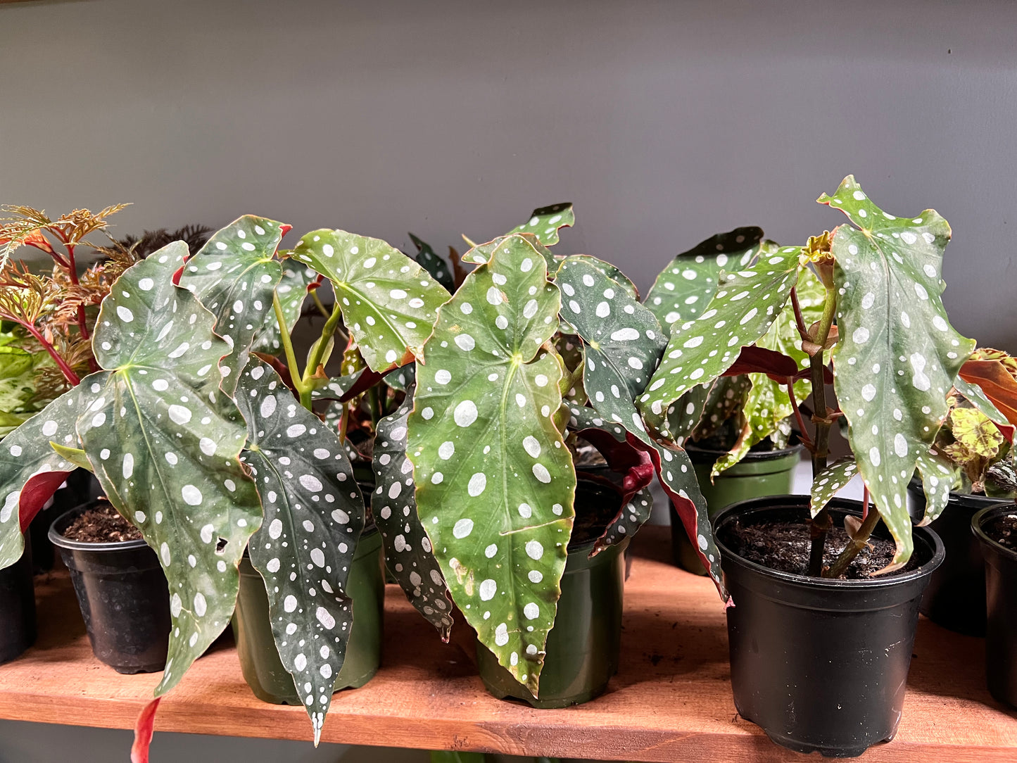 Begonia maculata- Polka Dot 5”