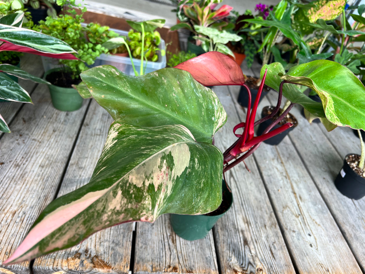 Philodendron-Strawberry Milkshake