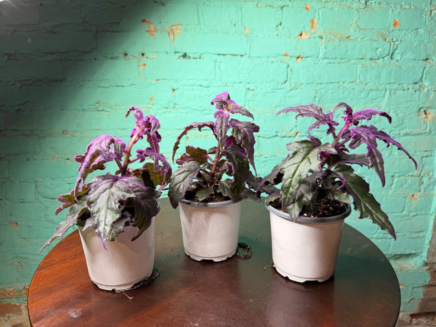 Purple Passion Plant 4”