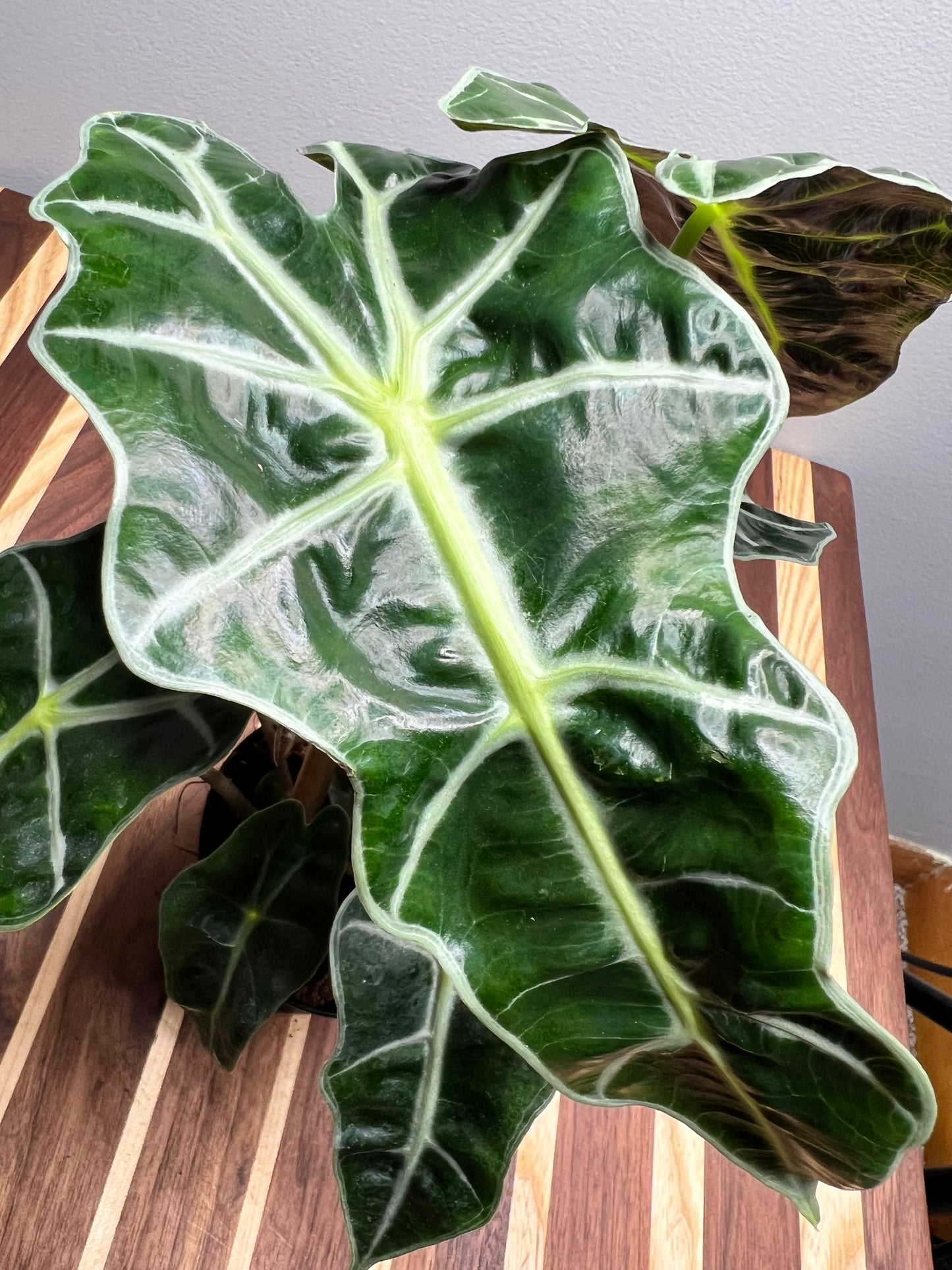 Alocasia polly