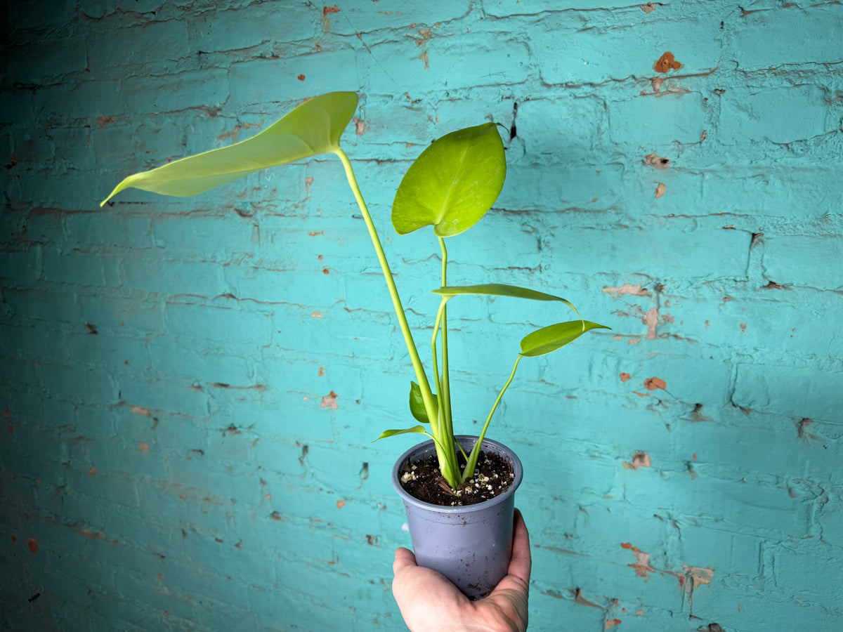 Monstera Deliciosa ‘Lemon Lime’ 
4”