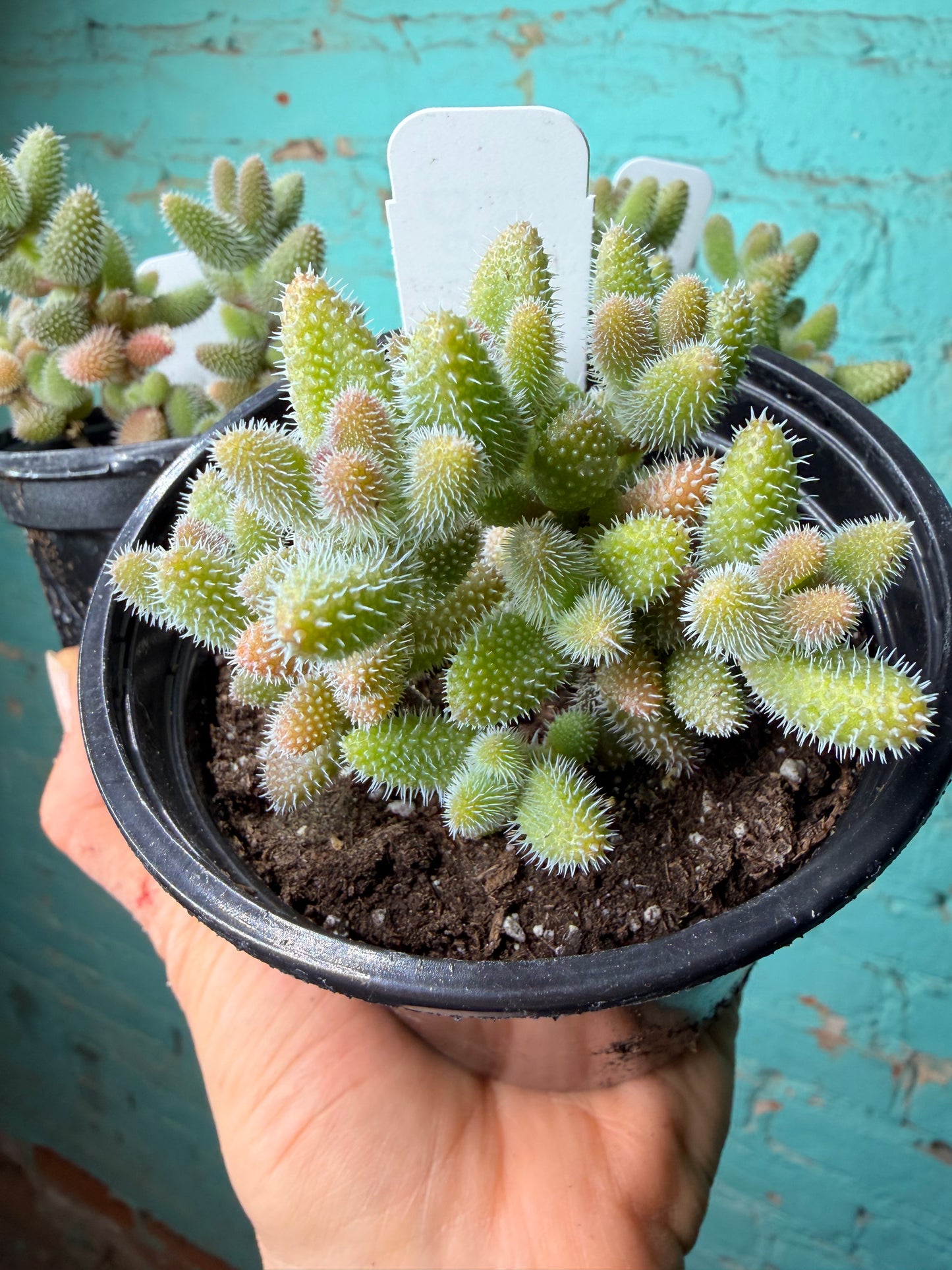 Pickle Plant 4”