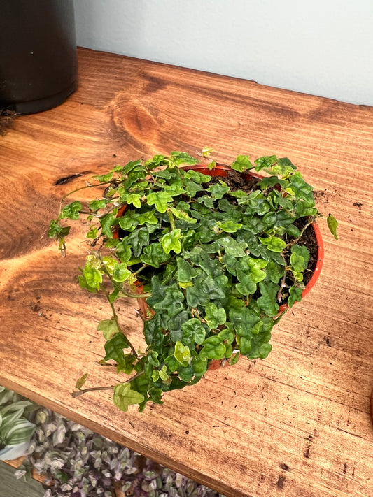 String of Frogs- oak leaves