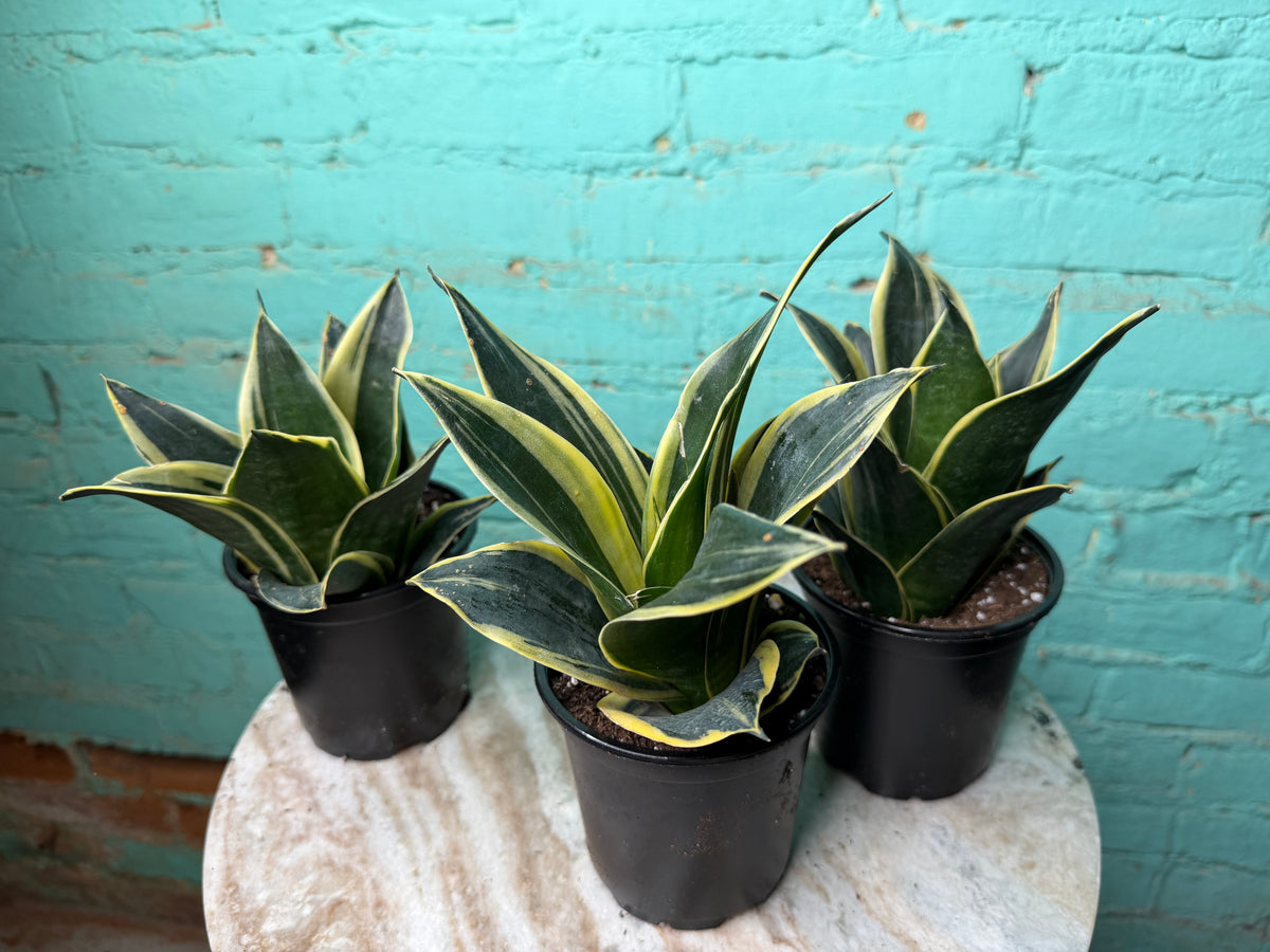 Sansevieria “Snake Plant” 4”