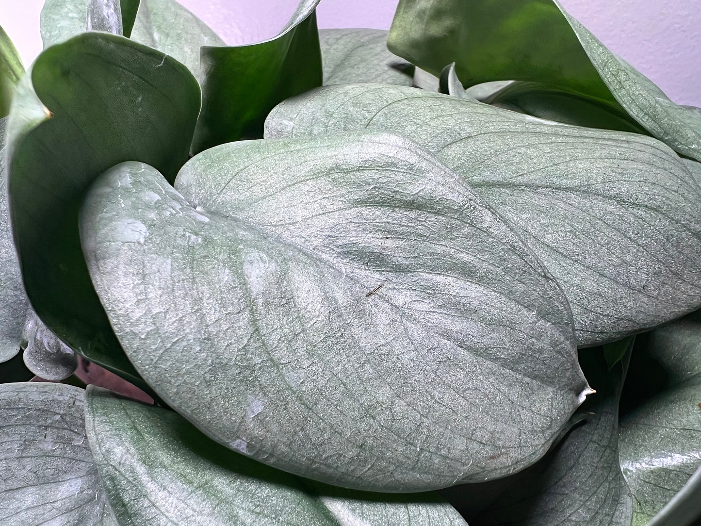 Scindapsus Platinum 6”