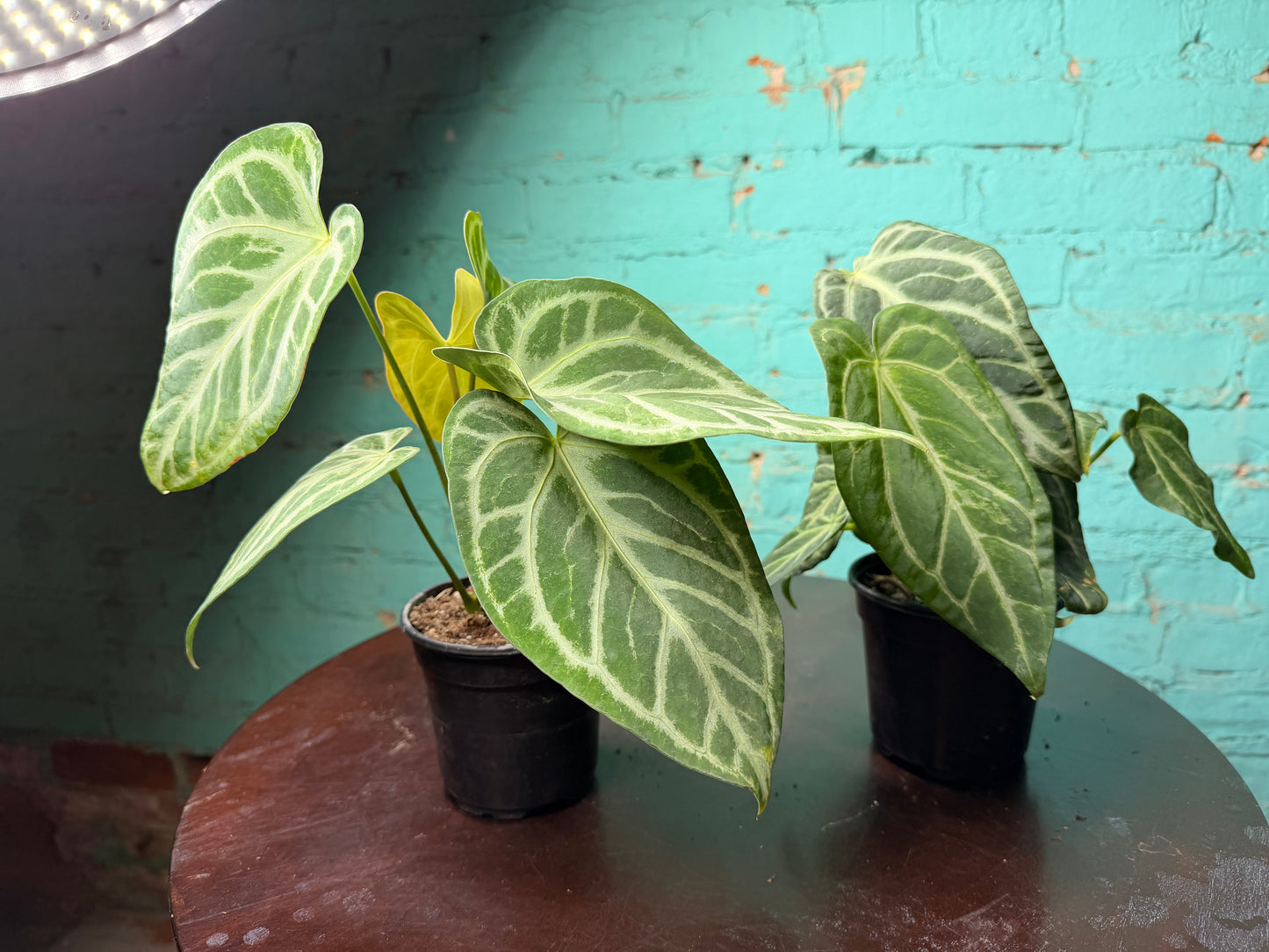 Anthurium Silver Blush Mint 4”
