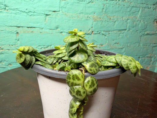 String of turtles 4” (Peperomia)