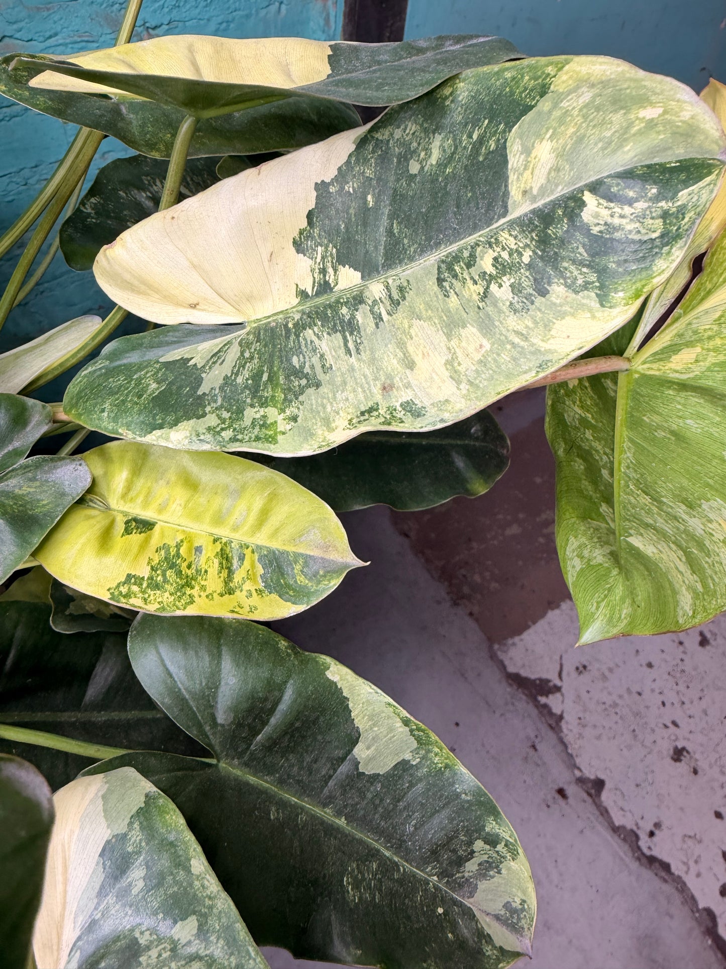 Philodendron Burle Marx Variegated 10”