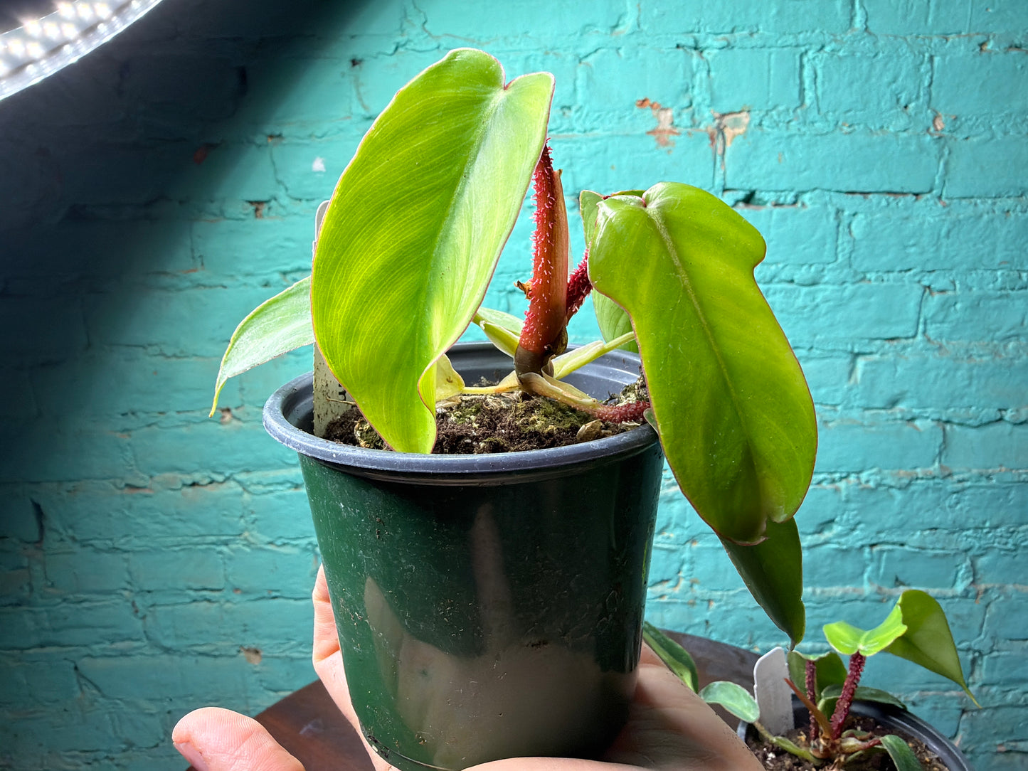 Philodendron Squamiferum (Red Bristle)