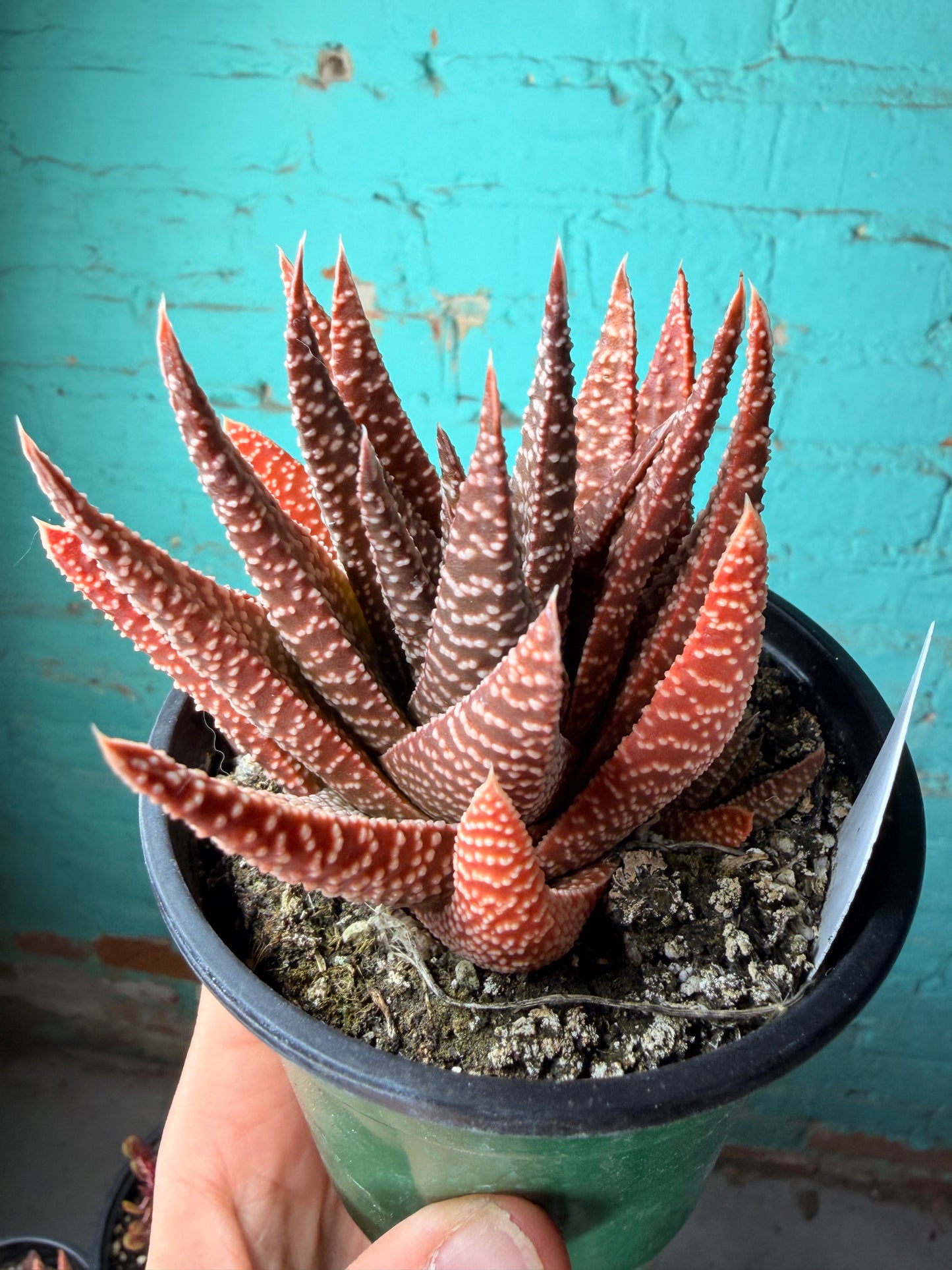 Gasteria Okavango Anna 4”