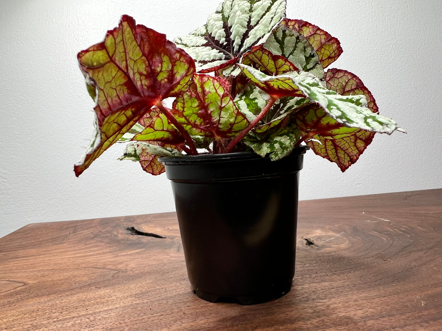 Begonia 'Pin Stripe’