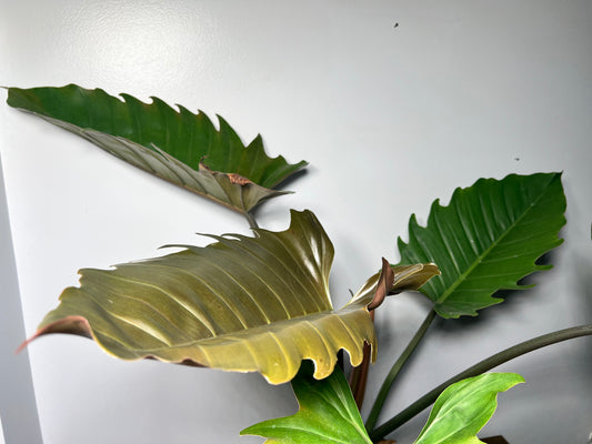 Philodendron Choco Empress 10” (17” leaves)