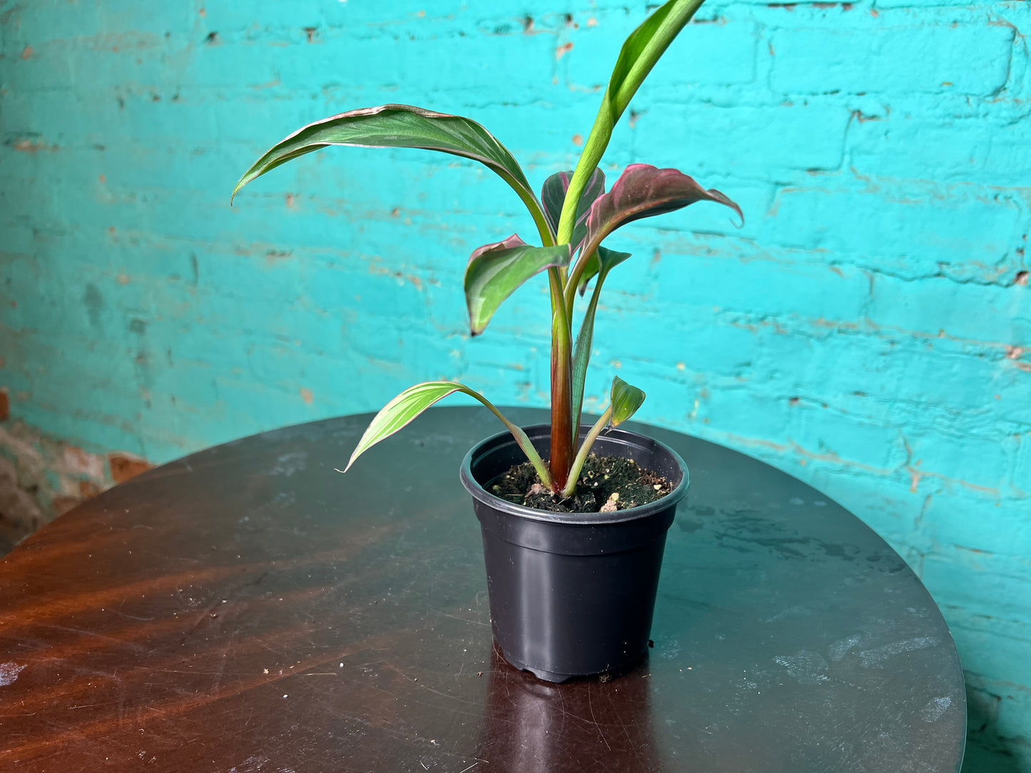 Musa Nono Pink 4”