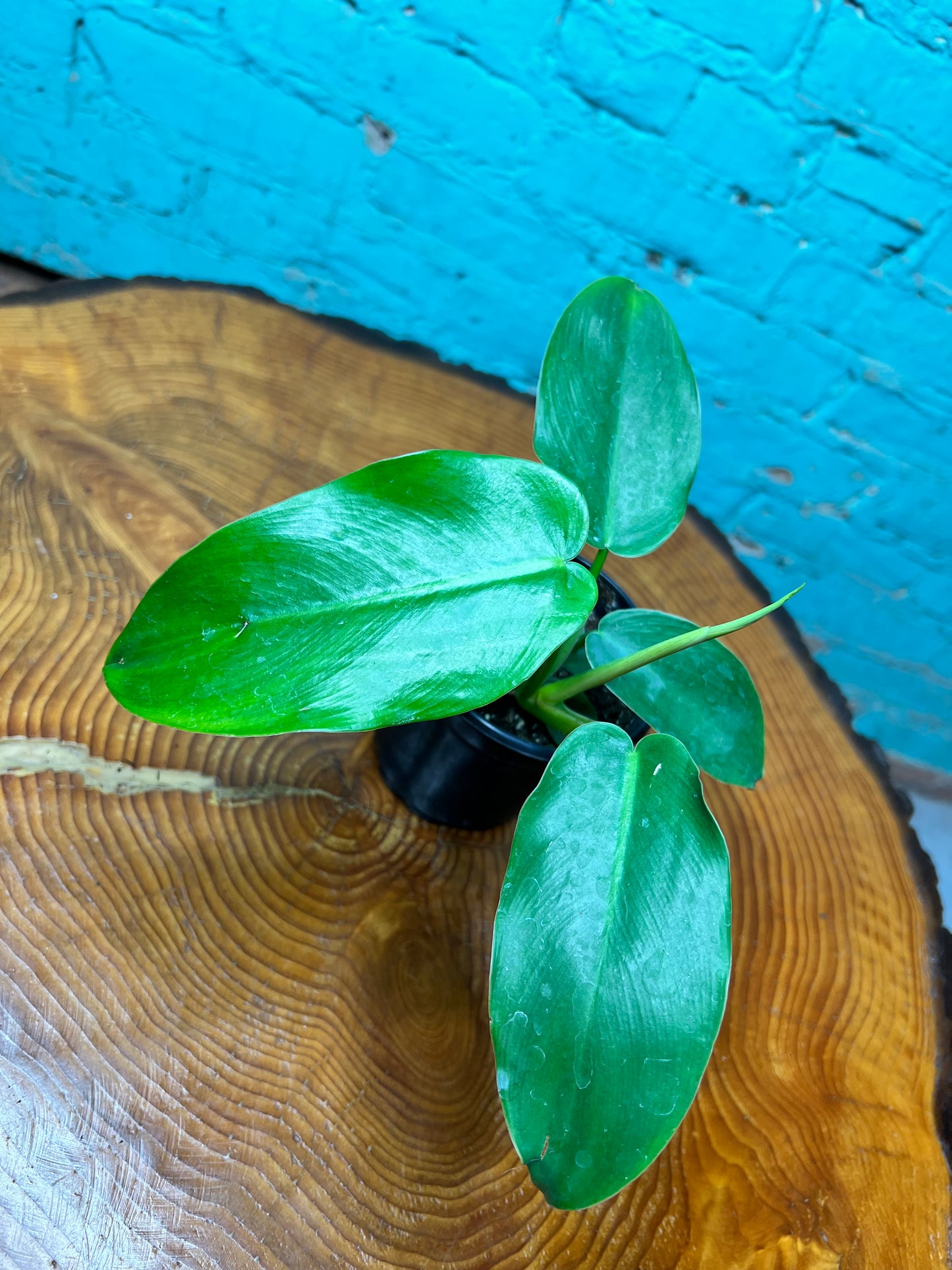 philodendron Jerry Thorne 4”