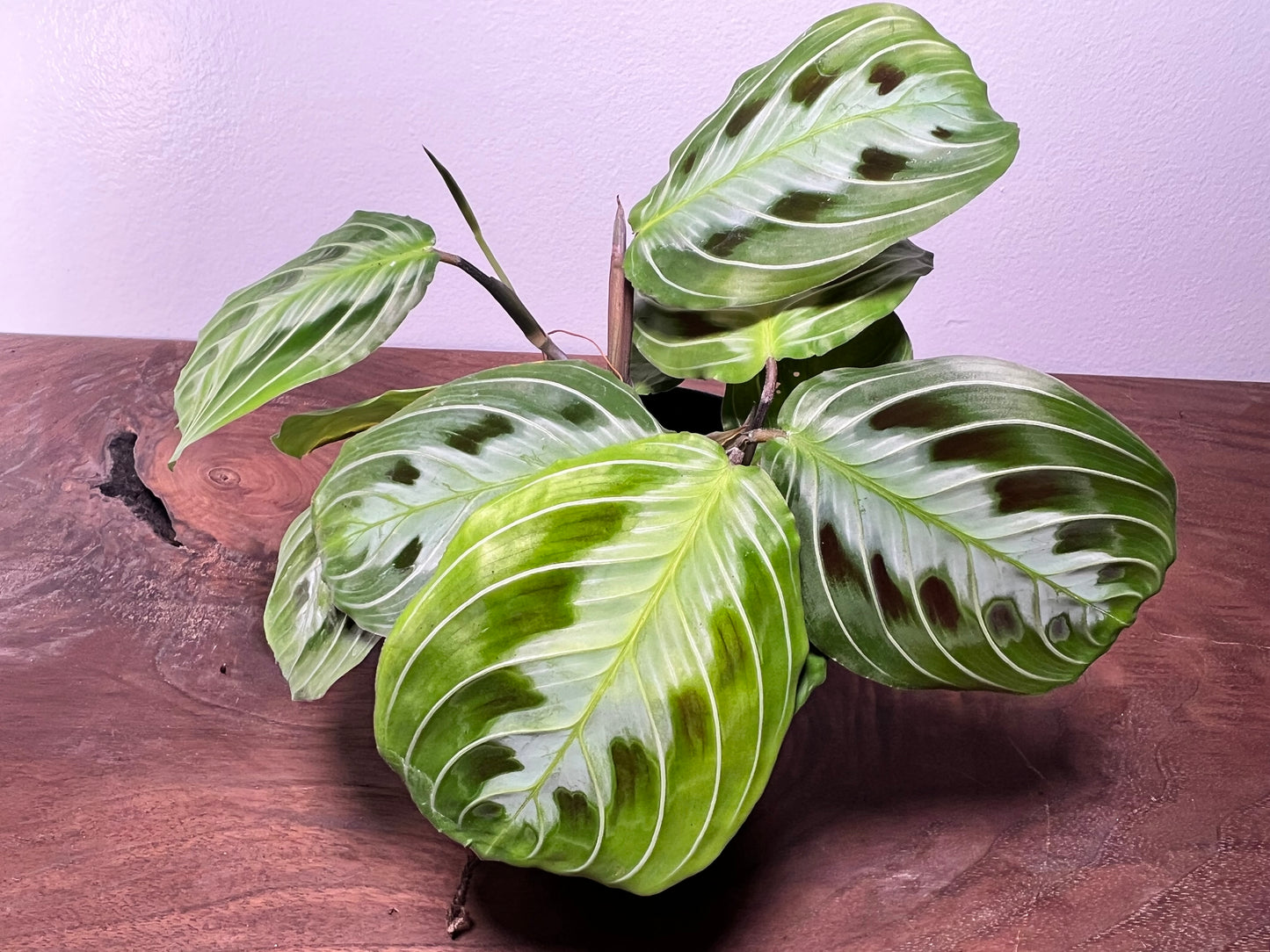 Maranta Black 4”