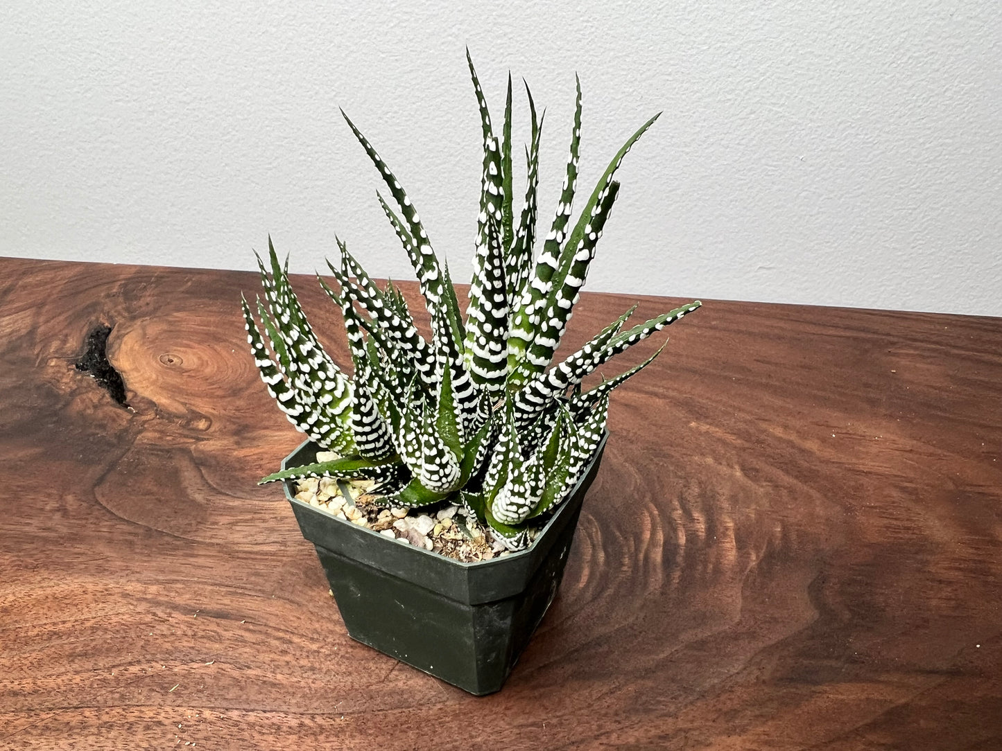 Haworthia -Lizard Tail