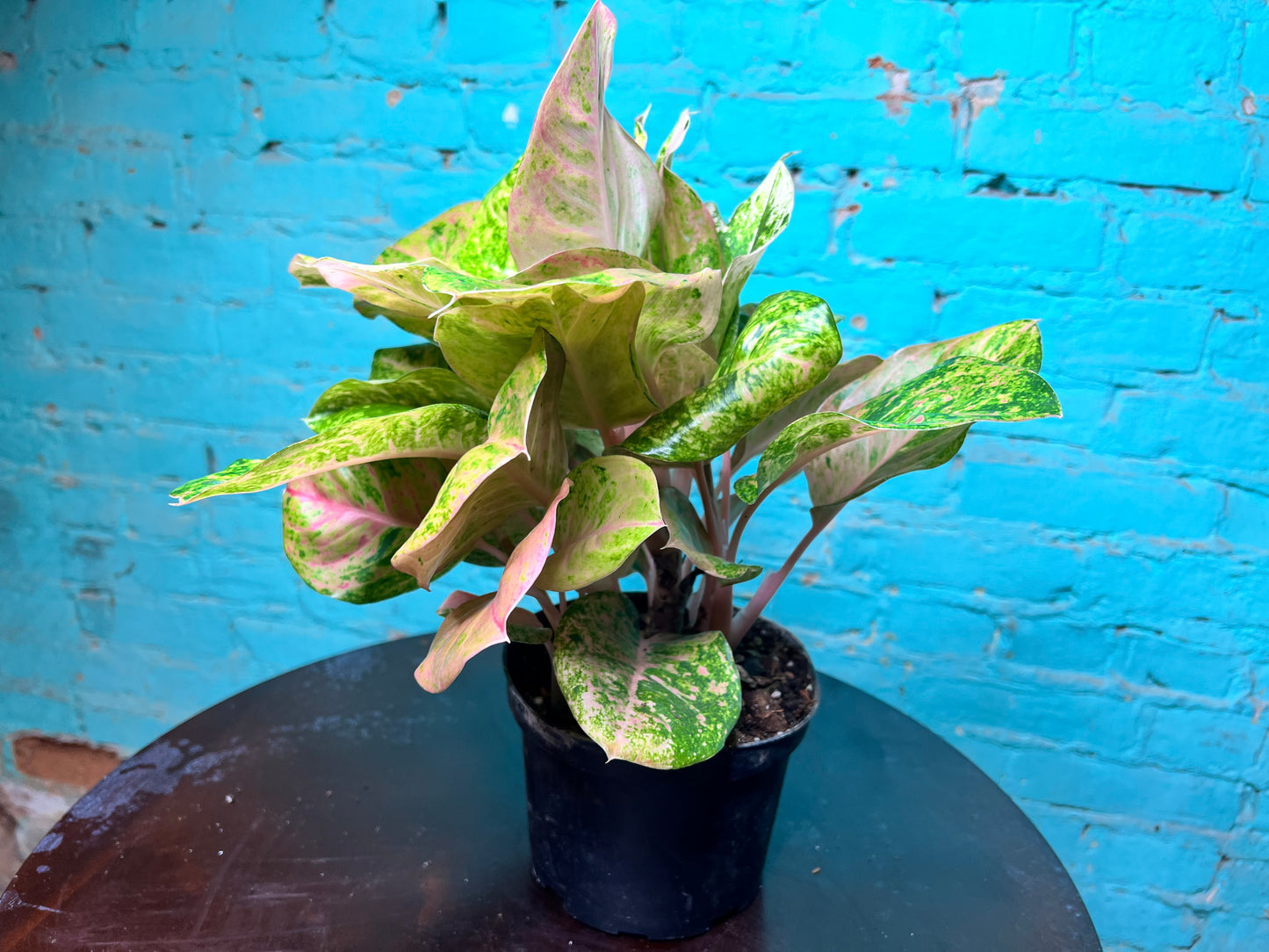 Aglaonema Lotus Delight 6”