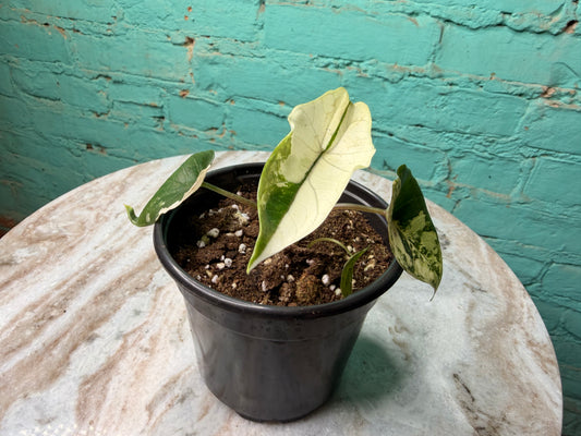 Alocasia Scalprum Aurea 4”