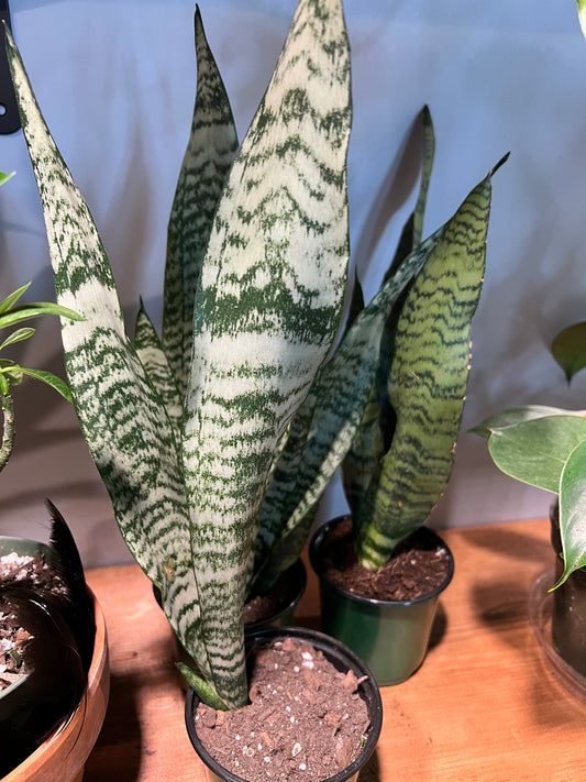 Snake Plant Zeylanica 4”
