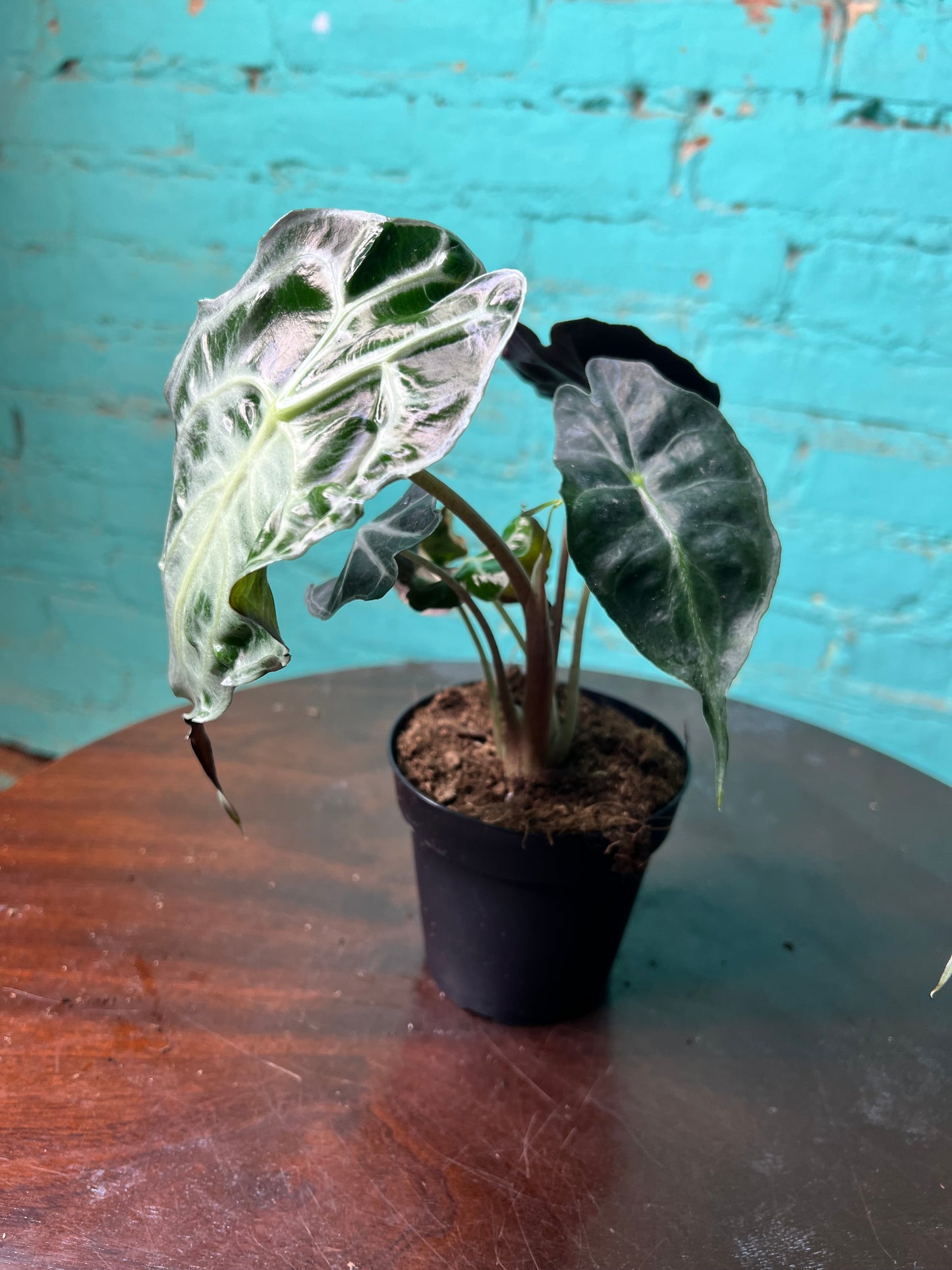 Alocasia Venom 4” (Non-TC)