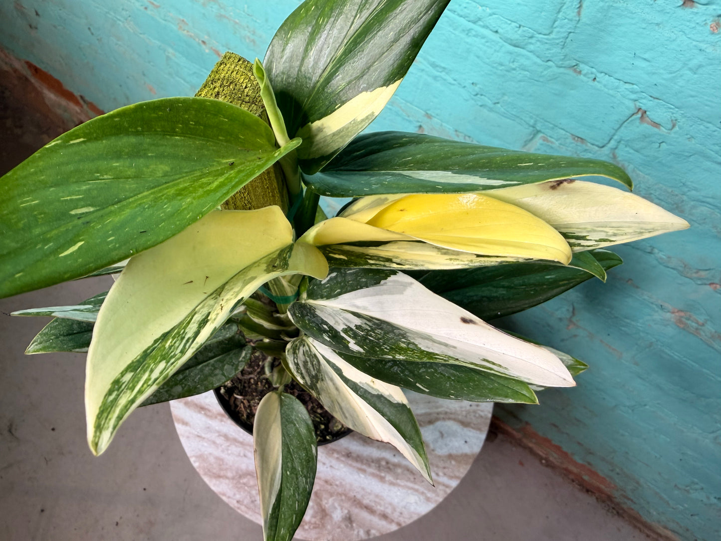 Monstera Standleyana Variegated Totem 6”