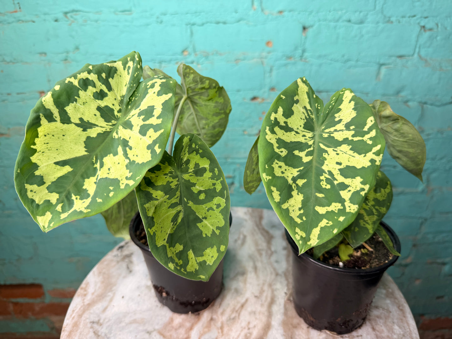 Alocasia Hilo Beauty 4”