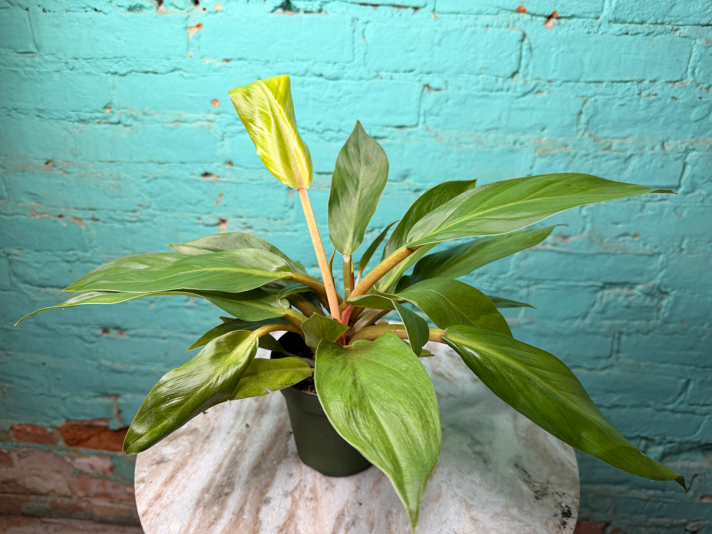 Philodendron Melinonii 4”