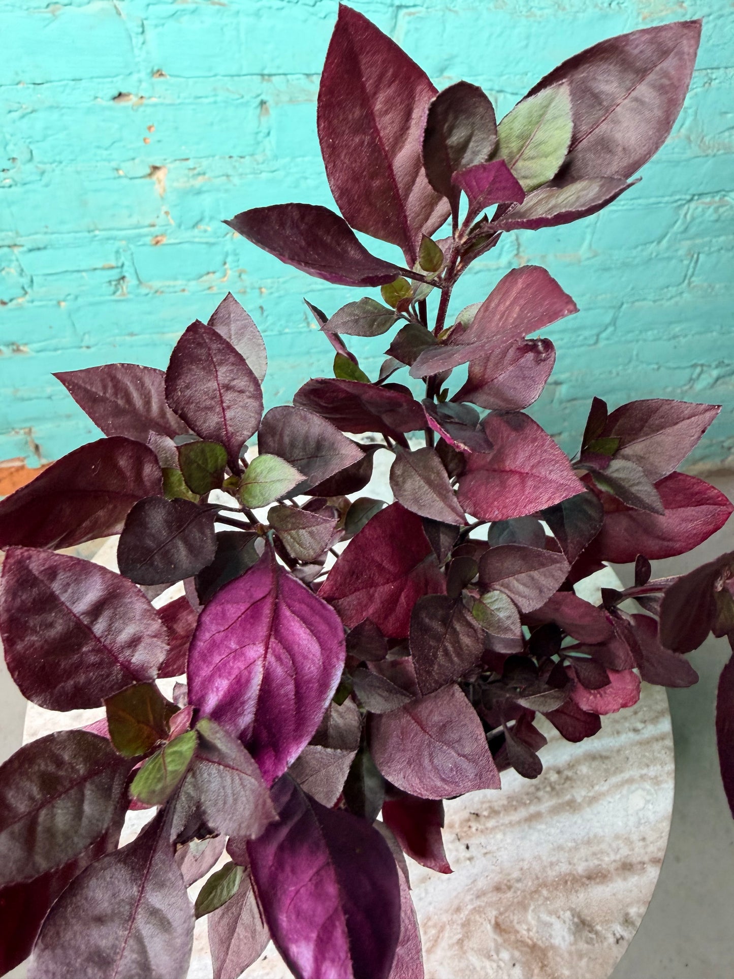 Alternanthera ‘Choco Chili’