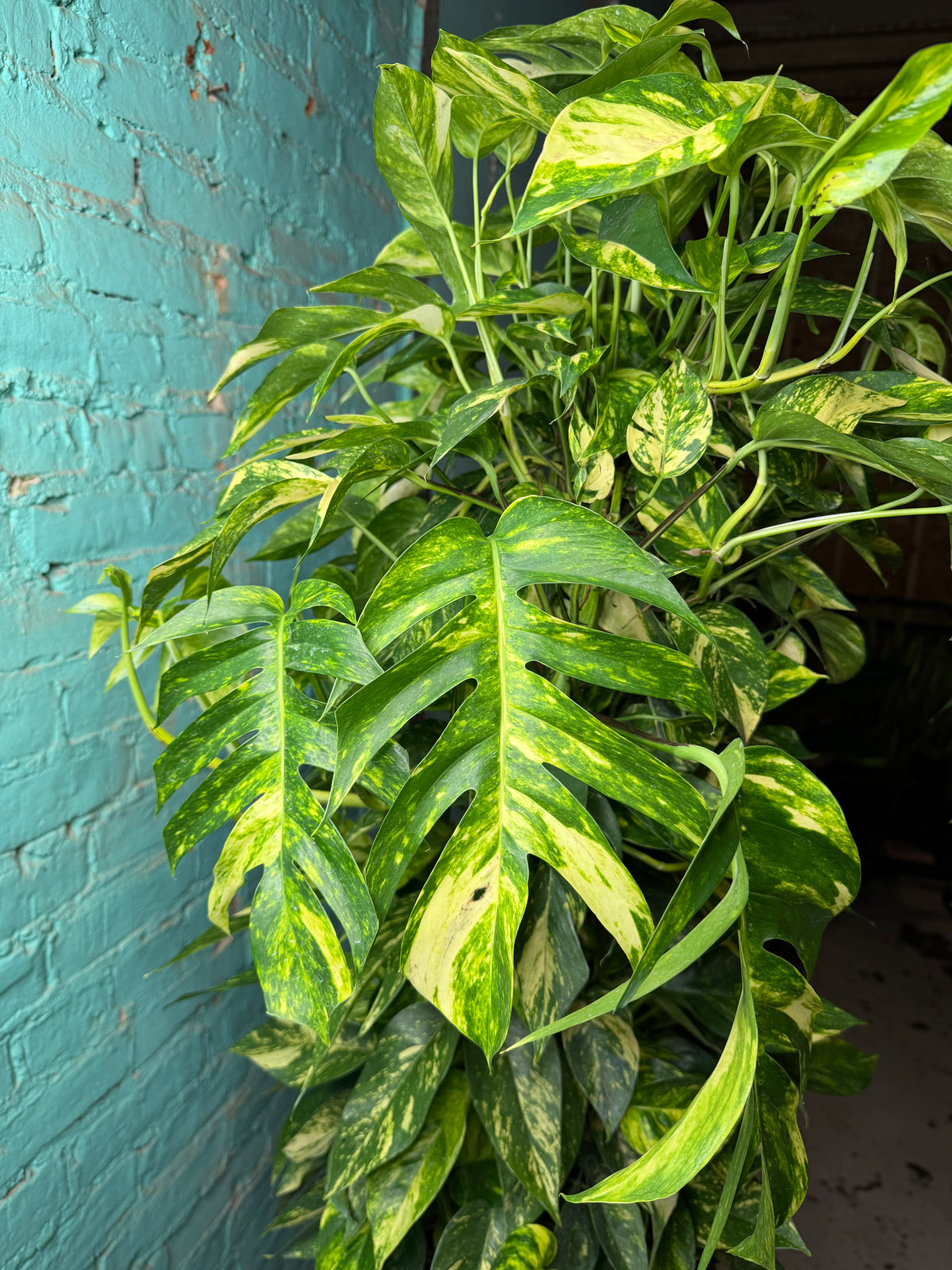 Epipremnum Pinnatum Yellow Flame 10” totem 47”