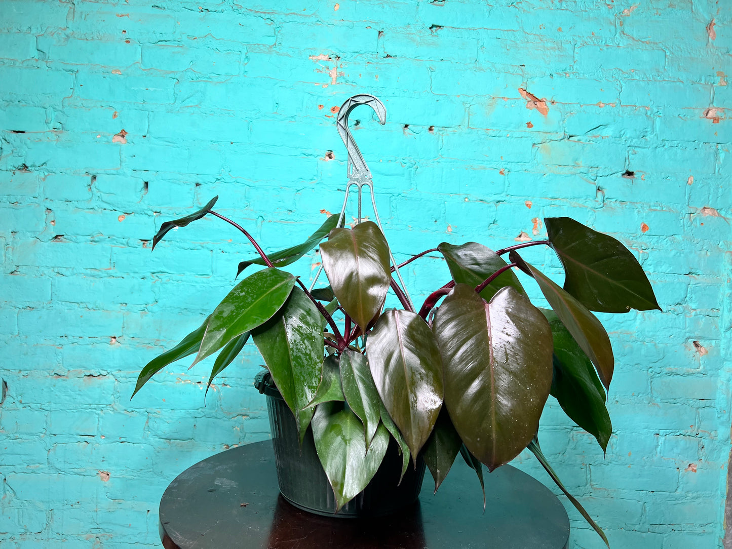 Philodendron Bloody Mary 10” basket