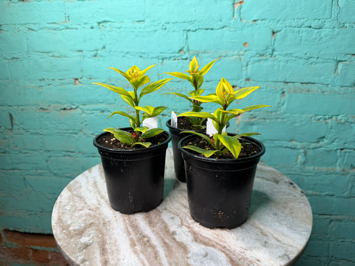 Nematanthus ‘Goldfish Plant’ Gold 4”