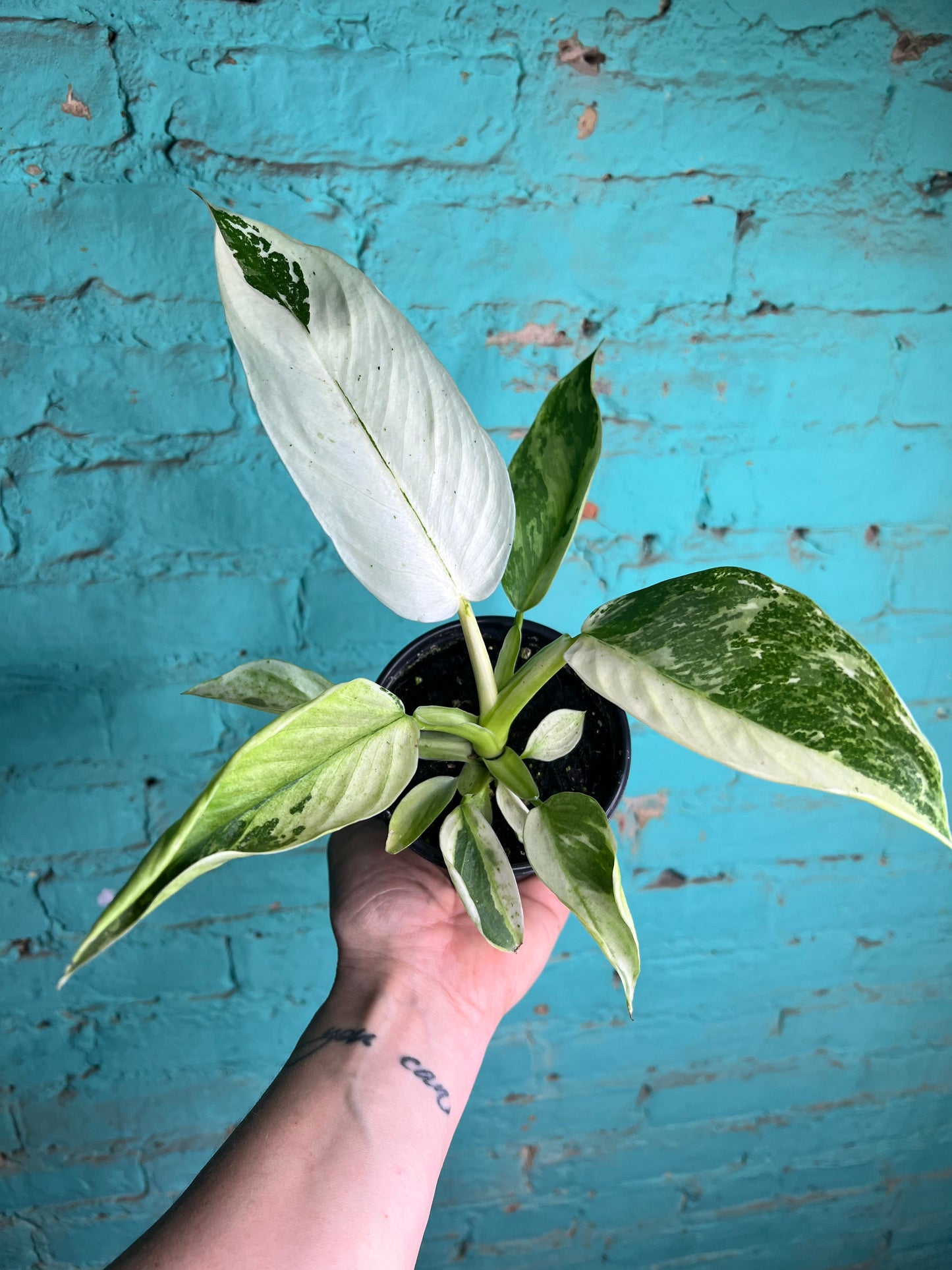 Philodendron Jose Buono Albo 4”