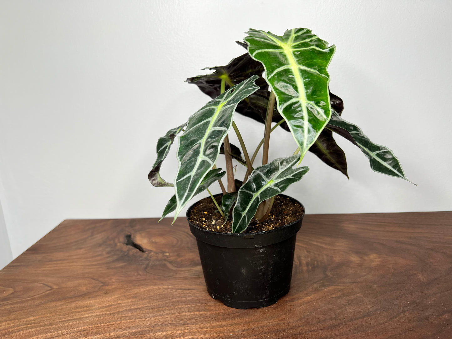 Alocasia Polly 6”