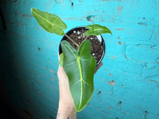 Alocasia Sarian 4”
