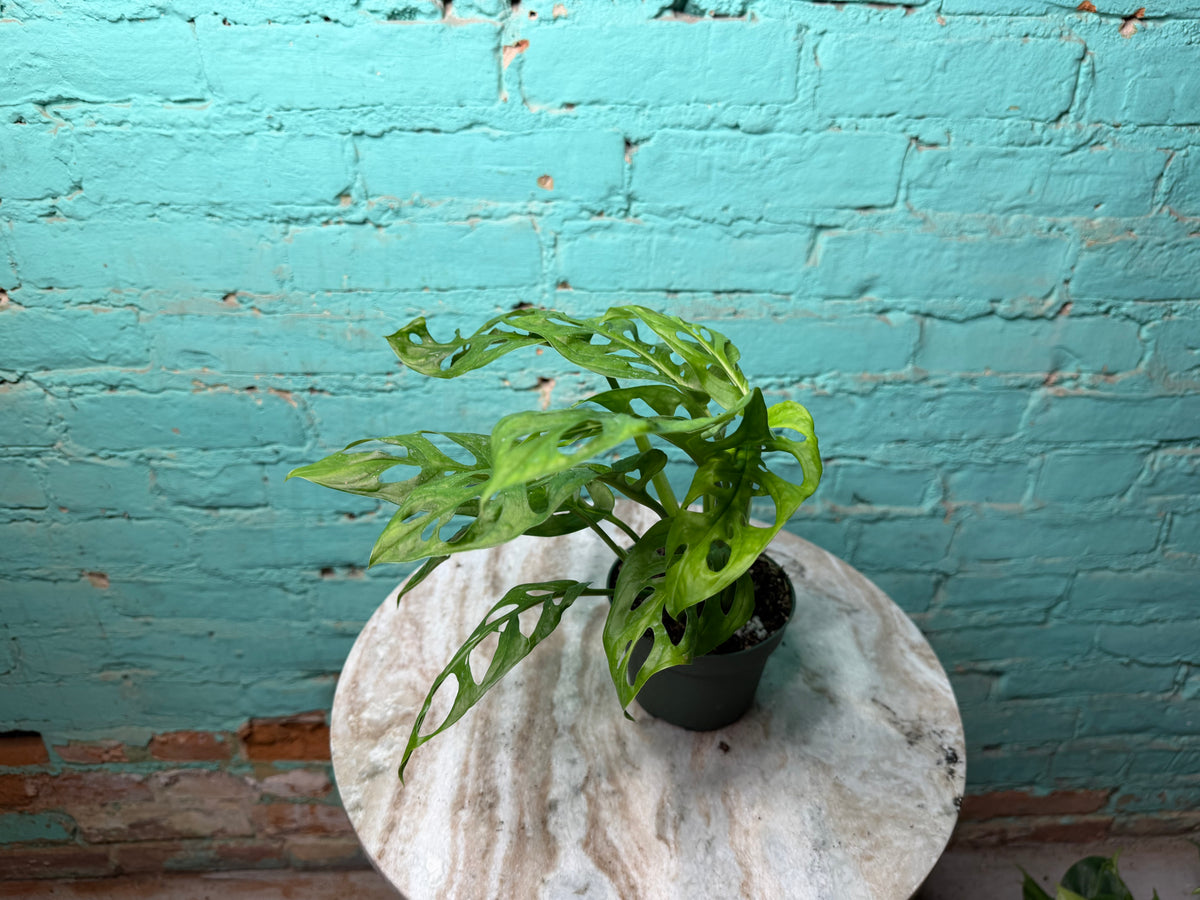Monstera Adansonii ‘Swiss Cheese’ 4”