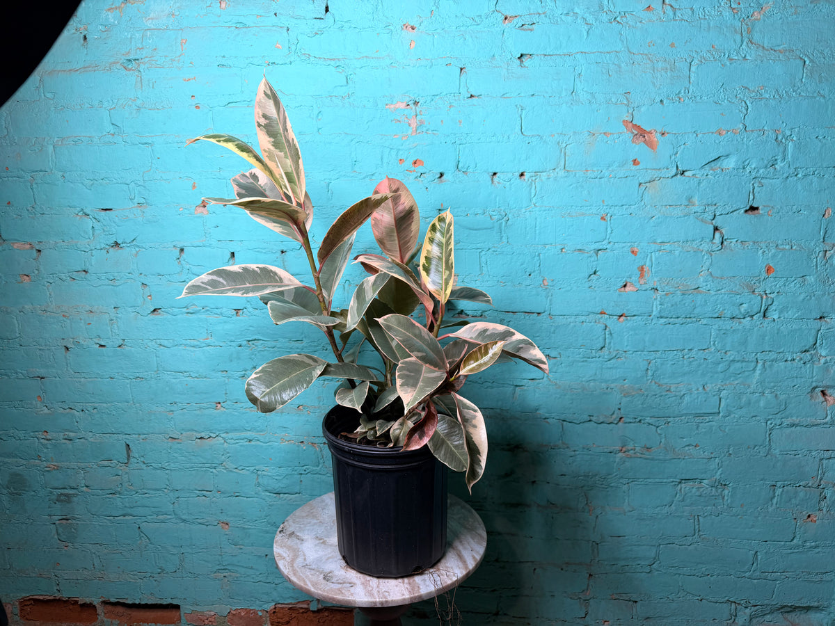 Rubber Tree Tineke 8”