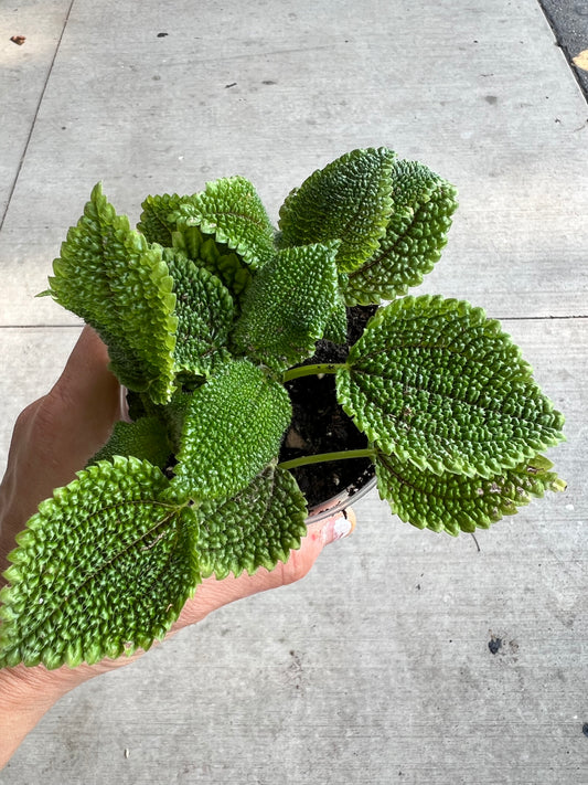 Moon Valley Pilea