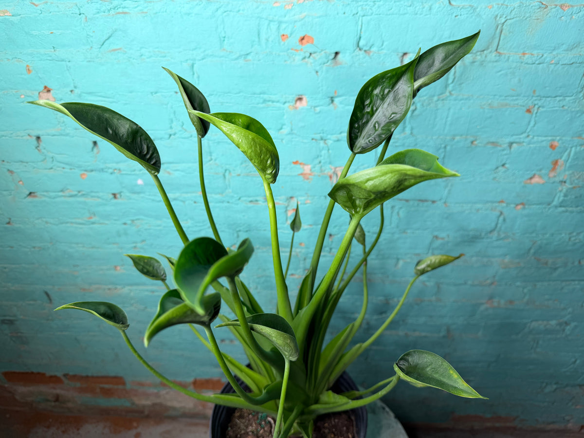 Alocasia Tiny Dancer 8”