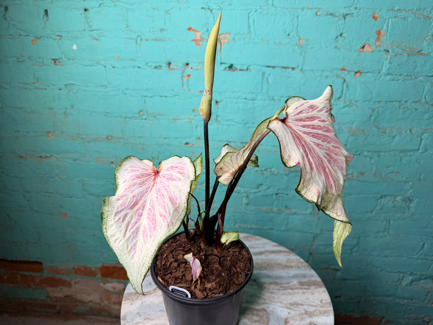 Caladium 6” White Lighting