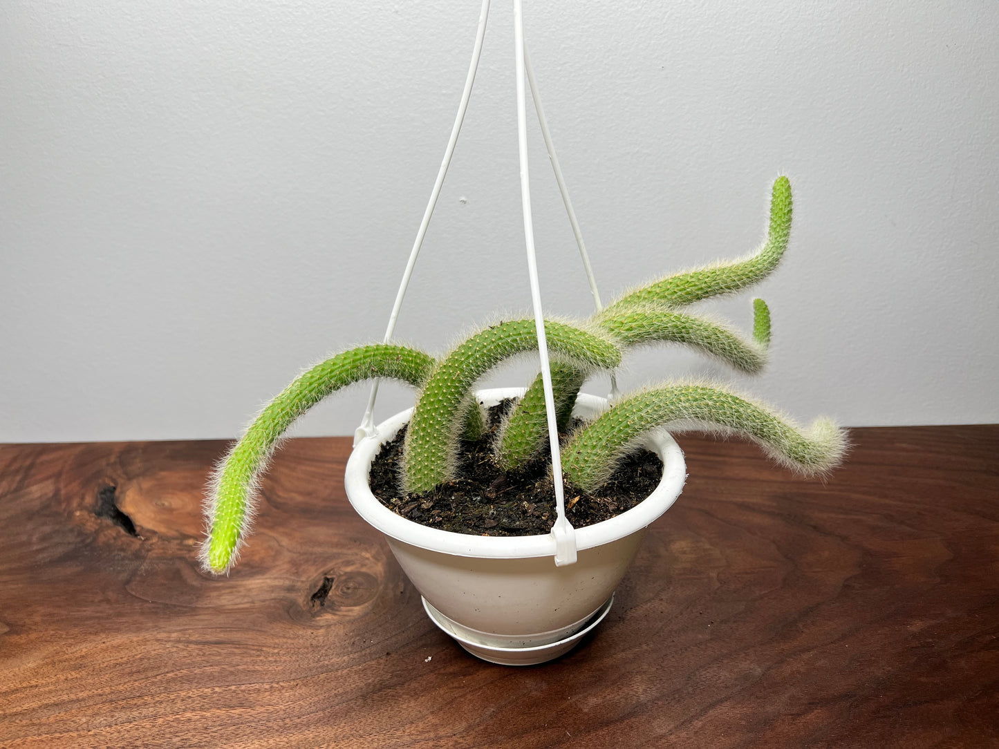 Monkey Tail Cactus 6” basket